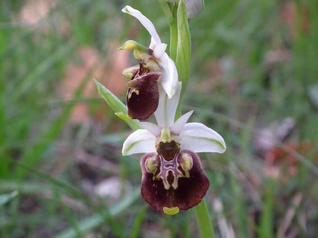 Ophrys fuciflora? (bis)